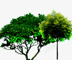 园林景观设计图树高清图片