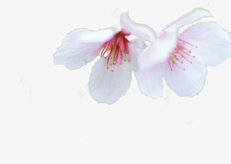 白色纯净花朵png免抠素材_新图网 https://ixintu.com 白色 纯净 花朵