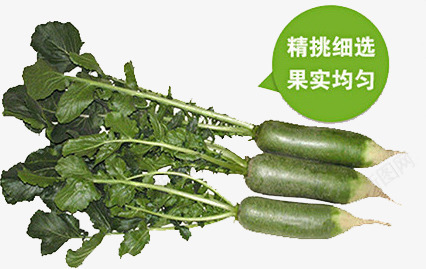 健康青萝卜png免抠素材_新图网 https://ixintu.com 健康 蔬菜 青萝卜 黄河滩沙土地天然健康青萝卜