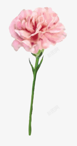 母亲节纪念手绘水彩粉色盛开的康乃馨花卉高清图片