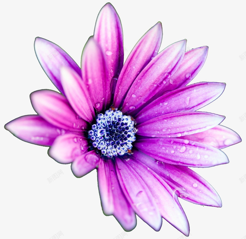紫色的雏菊png免抠素材_新图网 https://ixintu.com 盛开 紫色 绽放 雏菊 鲜花