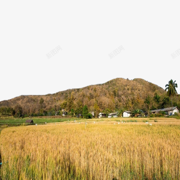 收获的季节png免抠素材_新图网 https://ixintu.com 丰收的 卡通 手绘 简笔 迷茫的人 风景 麦子 黄色的
