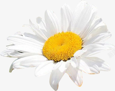 白色可爱盛开花朵png免抠素材_新图网 https://ixintu.com 可爱 白色 盛开 花朵