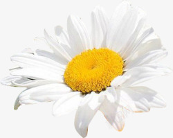 白色可爱盛开花朵素材