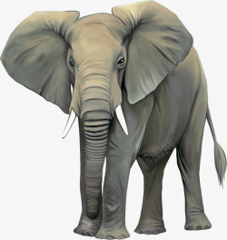巨象大象高清图片