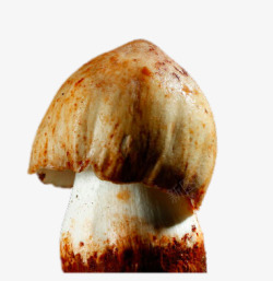 白菇越南白菇高清图片