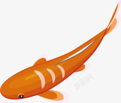 鱼眼睛橙色鲤鱼高清图片