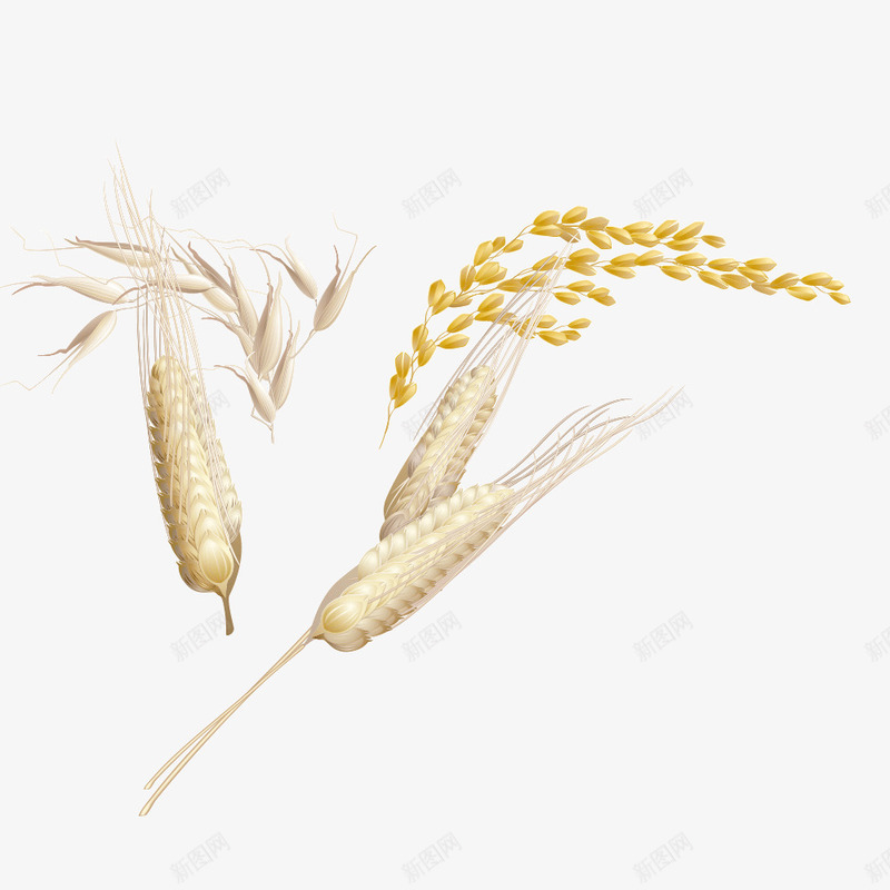 麦子png免抠素材_新图网 https://ixintu.com 水稻 麦子 麦穗 麦粒