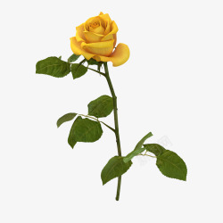 单花瓣花瓣黄色盛开单支玫瑰高清图片