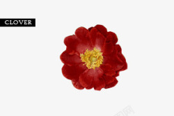 盛开红色花卉黄蕊海报背景素材