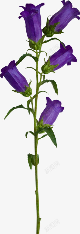紫色盛开花朵png免抠素材_新图网 https://ixintu.com 盛开 紫色 花朵