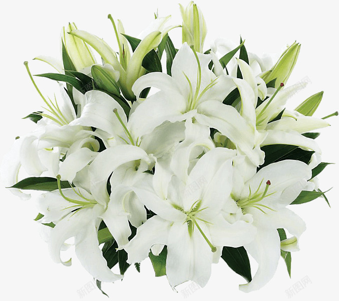 白色纯洁盛开的花png免抠素材_新图网 https://ixintu.com 植物 白色 纯洁 花朵 花苞