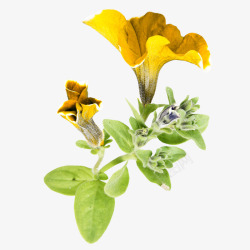 一朵南花素材