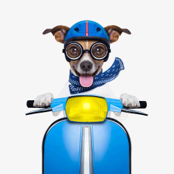 狗狗骑摩托素材