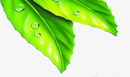 合成创意手绘扁平绿色的树叶露珠png免抠素材_新图网 https://ixintu.com 创意 合成 扁平 树叶 绿色 露珠