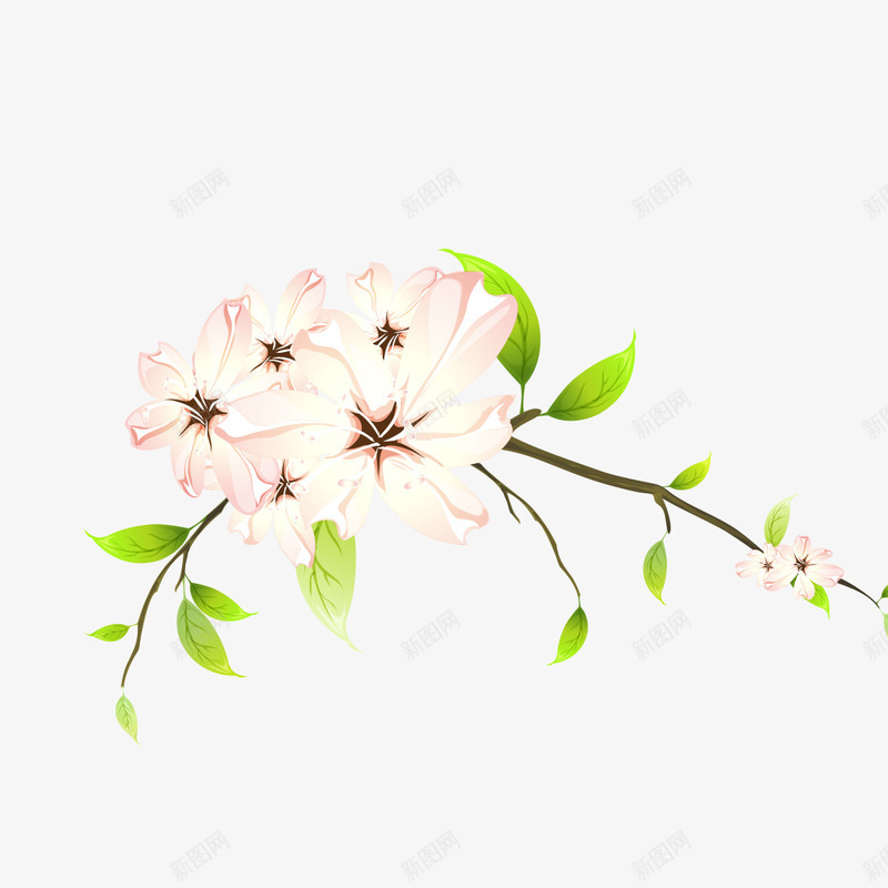 盛开的白色花朵png免抠素材_新图网 https://ixintu.com 白色 白色花朵 盛开 盛开花朵 花朵
