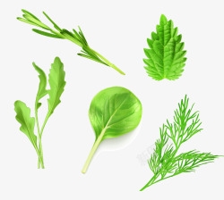 绿色写实蔬菜矢量图素材