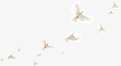 洁白鸽子一群和平鸽高清图片