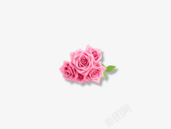 粉红玫瑰装饰素材