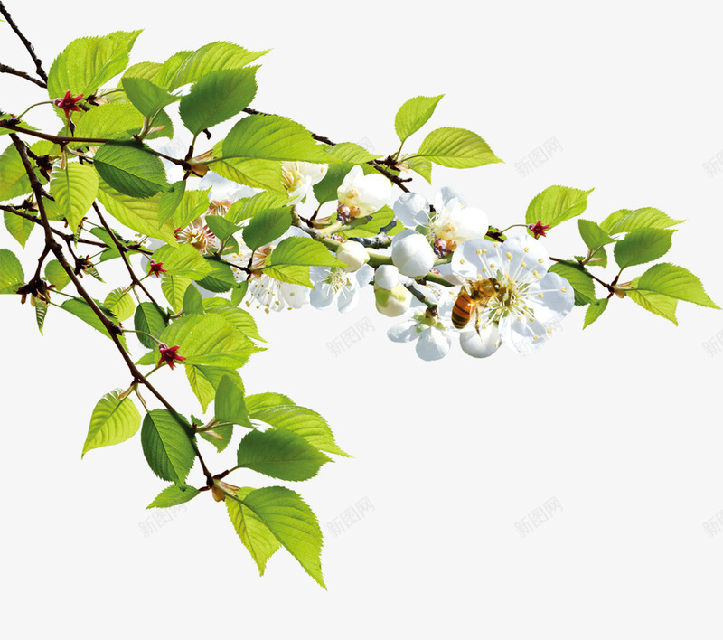 树叶png免抠素材_新图网 https://ixintu.com 树叶 绿色 花 花朵 蜜蜂