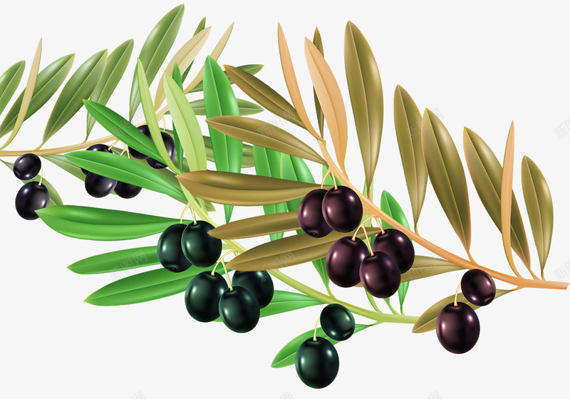 带着枝叶的油橄榄psd免抠素材_新图网 https://ixintu.com 油橄榄素材 绿色职业 蔬菜素材 调味品素材 黑色橄榄