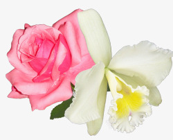 苗圃红色玫瑰谷兰花装饰高清图片