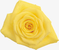 刚刚绽放的新鲜黄玫瑰素材