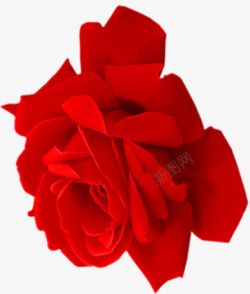 情人节红色玫瑰花大图素材