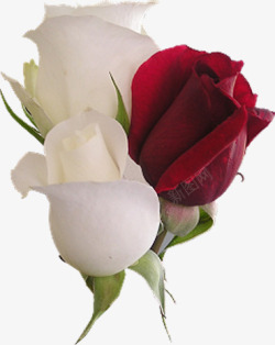 红白玫瑰清新红白色玫瑰花朵高清图片