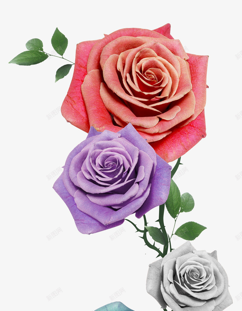 两朵花朵png免抠素材_新图网 https://ixintu.com 两朵 月季 玫瑰 紫色 红色 花朵