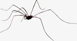 毛腿蜘蛛万圣节细腿蜘蛛高清图片