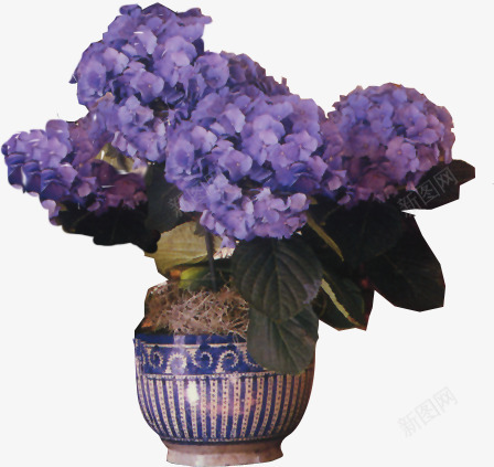 紫色古典花盆花朵png免抠素材_新图网 https://ixintu.com 古典 紫色 花朵 花盆