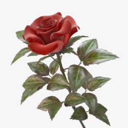 一支带刺花朵单支玫瑰红色带刺花朵单支玫瑰高清图片