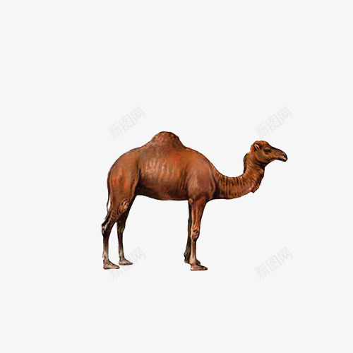 骆驼png免抠素材_新图网 https://ixintu.com 动物 沙漠 生物 野生 骆驼