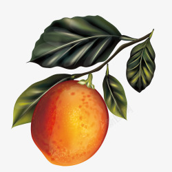 橘子树素材
