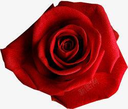 大红色玫瑰素材