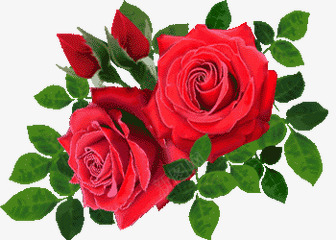 红色玫瑰花朵绿叶海报png免抠素材_新图网 https://ixintu.com 海报 玫瑰 红色 绿叶 花朵