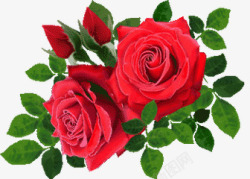 红色玫瑰花朵绿叶海报素材
