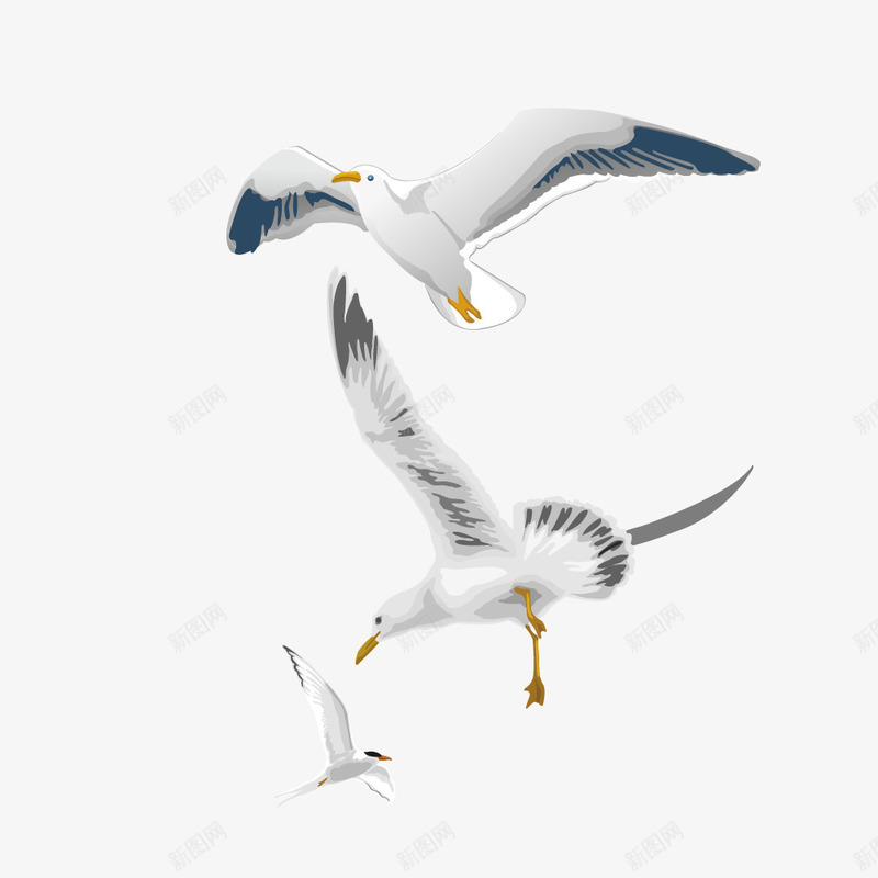 象征和平的白鸽png免抠素材_新图网 https://ixintu.com 动物 友爱 和平 白鸽