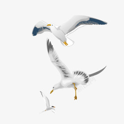 象征和平的白鸽素材