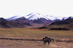 阿里大北线雪山草原马素材