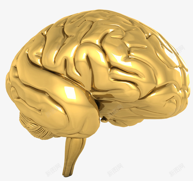 金黄色质感大脑效果png免抠素材_新图网 https://ixintu.com 大脑 效果 质感 金黄色