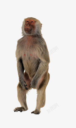 灵长动物猴子高清图片