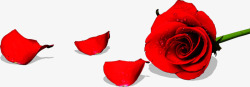 红色鲜花节日玫瑰素材