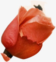 红色热情手绘玫瑰创意素材