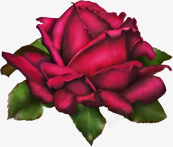 深红色玫瑰花大红色玫瑰花深红色玫瑰花高清图片