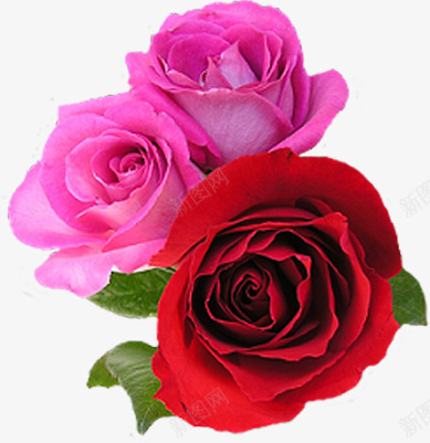 红色粉色新鲜玫瑰花朵png免抠素材_新图网 https://ixintu.com 新鲜 玫瑰 粉色 红色 花朵