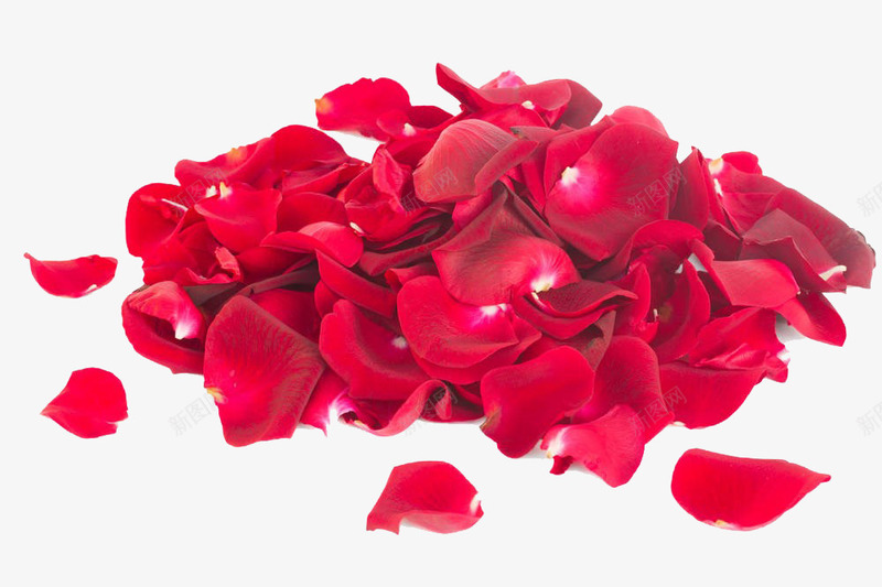红玫瑰花瓣png免抠素材_新图网 https://ixintu.com 一对玫瑰花瓣 实物 浪漫 红玫瑰花瓣 花瓣