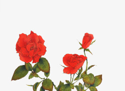 水墨玫瑰花红色花朵素材