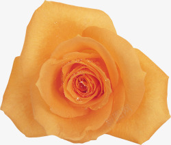 一朵绽放的玫瑰花素材